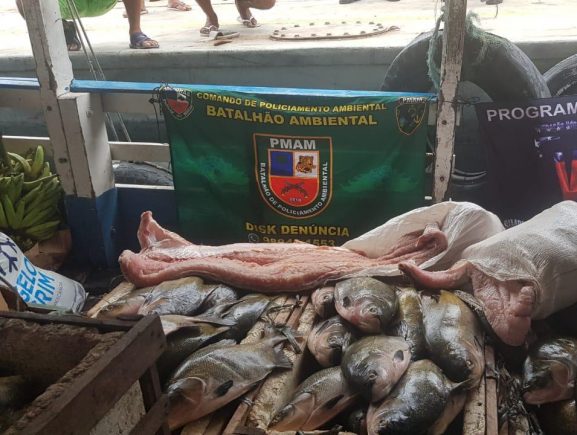 Operação Hórus apreende pescado ilegal em embarcação oriunda de