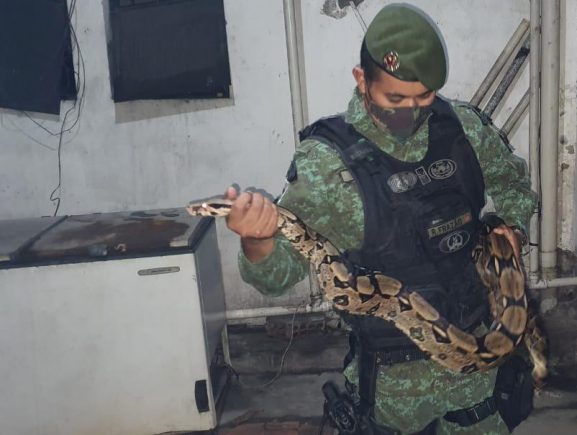 Policiamento Ambiental Captura Cobra Jiboia Em Casa Na Compensa SSP