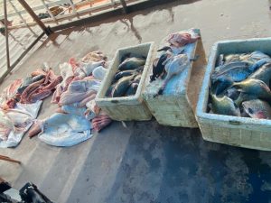 Imagem da notícia - Base Arpão prende barco e apreende 670 quilos de pescado ilegal