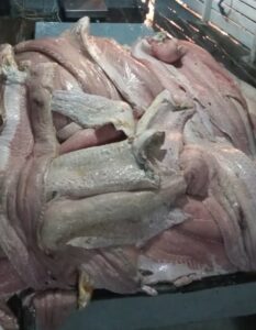 Imagem da notícia - Batalhão Ambiental da PMAM apreende 946 quilos de pescado ilegal