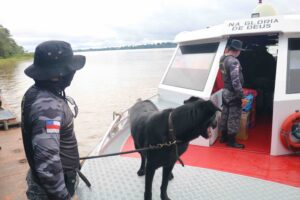 Imagem da notícia - Cães especializados em faro de narcóticos fazem a diferença na Base Arpão