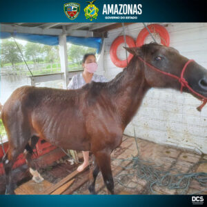 Imagem da notícia - PM resgata cavalo vítima de maus-tratos no Careiro da Várzea