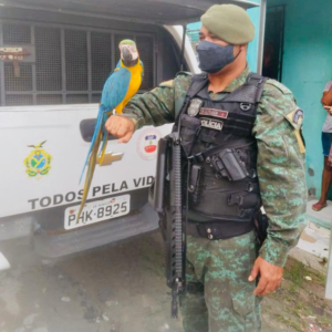 Imagem da notícia - Batalhão Ambiental da PM resgatou mais de 150 animais silvestres em 2021