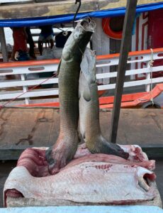 Imagem da notícia - Policiais da Base Arpão apreendem mais de 200 quilos de pescado ilegal