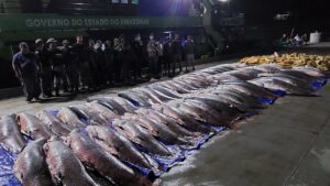 Imagem da notícia - Base Arpão apreende 12 toneladas de pescado ilegal em Coari