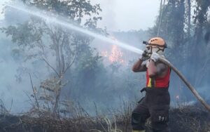 Imagem da notícia - Bombeiros militares debelam incêndio em vegetação na rodovia AM-070