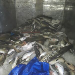 Imagem da notícia - Base Arpão apreende mais de uma tonelada de pescado ilegal