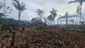 Imagem da notícia - PMAM detém dois homens por crime ambiental em Área de Proteção Ambiental na zona norte de Manaus