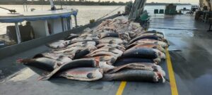 Imagem da notícia - Base Arpão 1: SSP-AM apreende mais de 9 toneladas de pescado, em Coari 