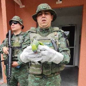 Imagem da notícia - Polícia Militar do Amazonas resgata gavião-carijó e papagaio na zona oeste