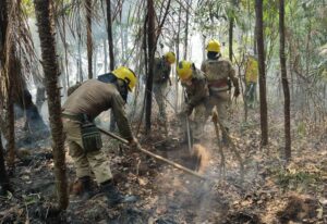 Imagem da notícia - <strong></noscript>Em setembro, Corpo de Bombeiro combateu mais de 6,6 mil focos de incêndio no estado</strong>