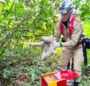 Imagem da notícia - Em Manaus, Corpo de bombeiros já resgatou mais de 500 animais neste ano