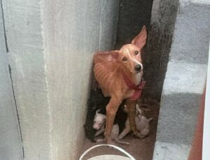 Imagem da notícia - Após denúncias, Polícia Civil prende homem em flagrante por maus-tratos contra nove cachorros em Manaus