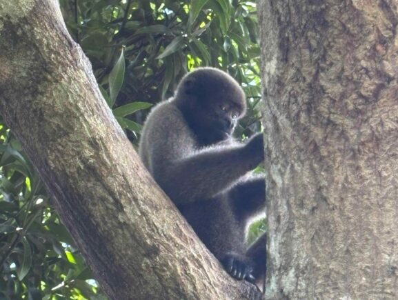 Em Pauini, PC-AM, PMAM, ICMBio e Ibama resgatam macacos durante ação de combate a crimes ambientais