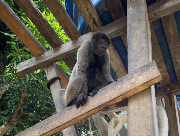 Em Pauini, PC-AM, PMAM, ICMBio e Ibama resgatam macacos durante ação de combate a crimes ambientais