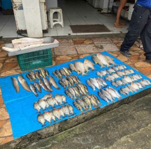 Imagem da notícia - Polícia Civil prende dona de frigorífico por maus-tratos a animais e venda de pescado em período de defeso