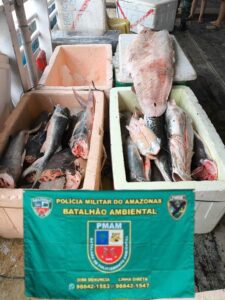 Imagem da notícia - Polícia Militar do Amazonas prende homem e apreende aproximadamente 800 quilos de pescado ilegal